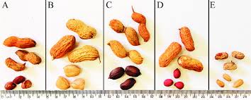 Image result for Arachis hypogaea