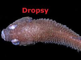 7 Fish Disease Treatments Ideas Fish Treatment Disease