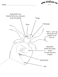 Spider Activities Label A Spider Easy