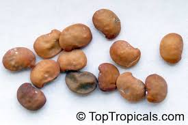 Image result for Ormocarpum