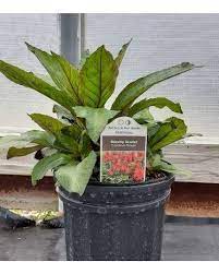 1800flowers� has you covered with flowers & gifts for any occasion. Lobelia In Georgetown Il Flowers On Main Inc