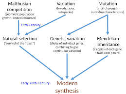 Modern Synthesis 20th Century Wikipedia
