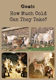 The Ultimate List Of Things You Should Know About Goats Goats Goat Farming Raising Goats