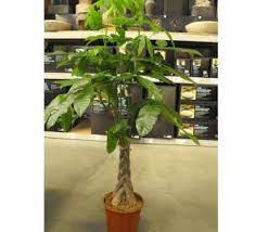 Mexican Fortune Tree Braided Money Tree Pachira Aquatica Money Trees Tree Care Pachira Money Tree