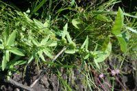 Image result for Bergia