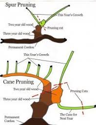 How To Prune A Grape Vine Pruning Prevents The Vine From Growing Too Much Foliage Which In Turn Amounts To Not Enough Grape Vine Pruning Grapes Grape Vines