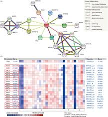 We did not find results for: Identification Of Zg16b As A Prognostic Biomarker In Breast Cancer