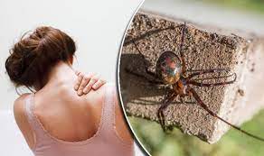 Insect Bites Uk Mosquitoes And Ticks Among Leading Infectious Bugs Express Co Uk