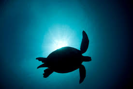 A Need For The Seas Language Arts Activity Turtle Conservation Turtle Day Wwf
