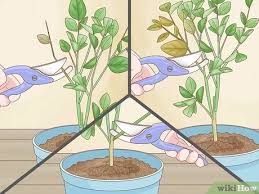 A well designed potting soil is ideal for growing indoor plants. How To Grow An Orange Tree With Pictures Wikihow
