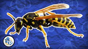 There are a wide range of wasps and other insects that will be naturally drawn to standing water like bird baths, pools. Do Wasps Sting In Revenge Mental Floss