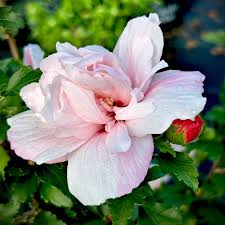 Image result for Hibiscus syriacus ´Pink Chiffon