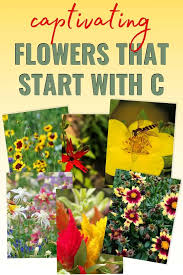 Plants are mainly multicellular organisms, predominantly photosynthetic eukaryotes of the kingdom plantae. 13 Captivating Flowers That Start With C