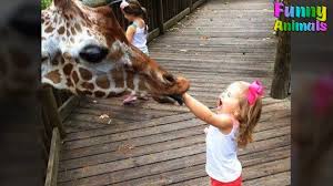 Download Social Video Instantly Monkeys Funny Zoo Animals Baby Animal Videos