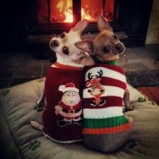 We did not find results for: Mario And Luigi Keep Warm By The Fire Waiting 4 Santa To Bring Gifts Dogfordog Cute Dogs Cute Animals Christmas Dog Sweater