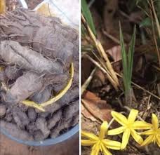 Image result for Curculigo pilosa