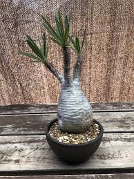 Image result for Monadenium pedunculatum