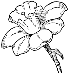 How To Draw Daffodils With Daffodil Drawing Lessons How To Draw Step By Step Drawing Tutorials Flower Drawing Flower Sketches Drawings
