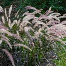 ** silvery/purple foliage, delicate texture. Purple Fountain Grass Pennisetum Rubrum American Meadows