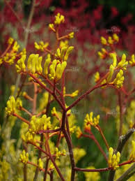 The seasons in australia are opposite to ours in the u.s. 31 January Flowers Ideas Australian Native Flowers Event Flowers Flowers