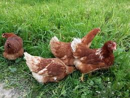 Maybe you would like to learn more about one of these? Daftar Harga Doc Pullet Afkir Ayam Ras Petelur Hari Ini
