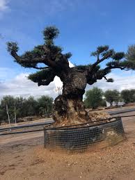 Book a casa di olivo, florence on tripadvisor: Vendita E Trasporto Di Olivi Esemplari E Monumentali