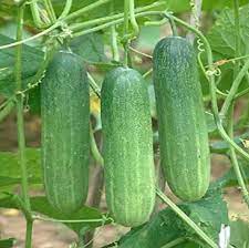 Cucumber Seeds Burpless Hybrid Cucumber 12 Seeds For Etsy In 2021 Cucumber Seeds Organic Vegetable Seeds Cucumber