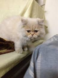 Persian Kitten For Sale Male 3 Months In Fawn 10 Nd White Color 90 Original Pics Are Attached Punched Fa Persian Kittens For Sale Persian Kittens Pet Birds