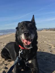 We adopted two rescue puppies from an animal pet shelter humane society. First Day At The Beach For My 9 Year Old Rescue Dog His Name Is Puppy And He S Never Smiled Like That Aww