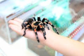 Looking for exotic pets for sale online? 10 Most Exotic Pets You Can Legally Own 10 Most Today