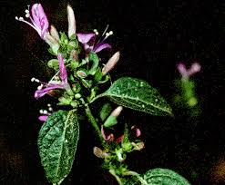 Image result for Dicliptera