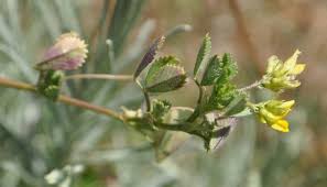 Image result for Medicago laciniata