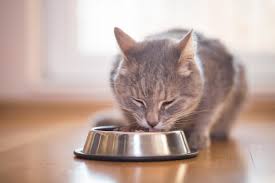 For more guidelines in making this food, go to www.catinfo.org. Pet Food Dilemma Can Dogs And Cats Be Vegan And Vegetarians