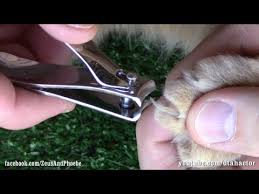 Sit her on your lap, put a piece of uncooked spaghetti into the clippers and hold them near your cat. How To Trim Cut Cats Claws Step By Step Tutorial Youtube