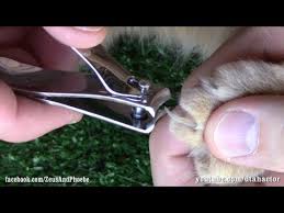 how to trim cut cats claws step by
