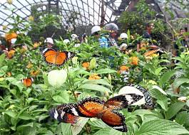 Save on popular hotels near cameron highland butterfly farm in brinchang: The Man Who Gave Us The Penang Butterfly Farm The Star