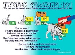Pin On Pet Owner Information