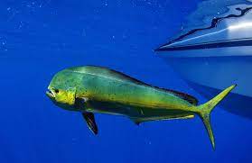 Check spelling or type a new query. Mahi Mahi Magic Tips For Fishing And Dining A Tropical Favorite