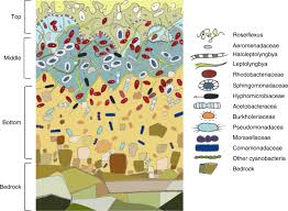 Maybe you would like to learn more about one of these? Mesophilic Microorganisms Build Terrestrial Mats Analogous To Precambrian Microbial Jungles Nature Communications