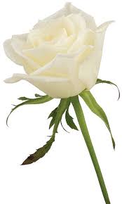pin on floral greens board