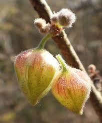 Image result for Sterculia rogersii