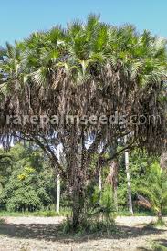 Image result for Hyphaene