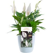 Create and share by tagging @hallmarkstores. Coral Wedding Anniversary Lily Peace Lily Free Delivery