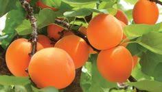 Comment Faire Pousser Un Pamplemoussier A Partir D Un Pepin De Pamplemousse Fruit Abricot Abricotier Cultiver Des Arbres Fruitiers