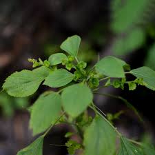 Image result for Acalypha fruticosa