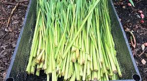 Then cut the stalks into 2″ sticks. Complete Guide How To Grow Lemongrass Tyrant Farms