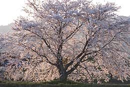 Chlorophyll, the green color of leaves breaks down and exposes yellow and orange pigments, called carotene and xanthophyll. Cherry Blossom Wikipedia