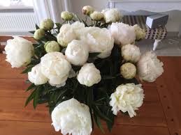 Madame claude tain is a lush, white peony with large, full flowers and a sweet scent reminiscent of lily of the valley. Lovely White Bouquet Of Peony Hr 1 Peonies Flower Bouquet Wedding Peony Farm