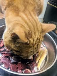 These 10 recipes were reviewed and. Homemade Raw Cat Food Recipes New Life On A Homestead Homesteading Blog