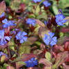 It has few pests and diseases are rare. 1